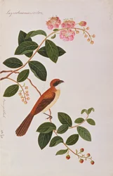 Pie-grièche brune, d